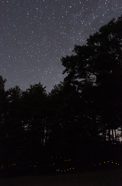Fireflies and Starlight